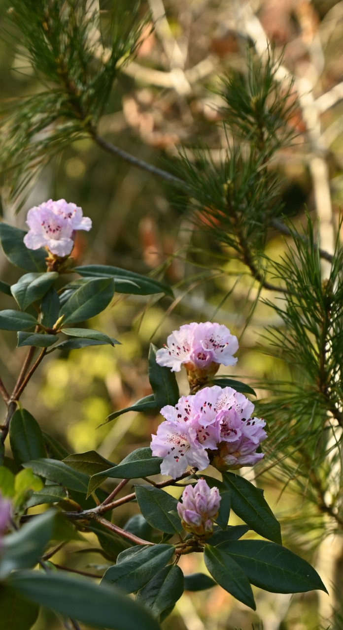 R. rubiginosum AGM